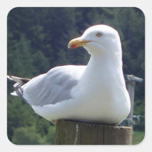 Seagull Laying Down on Fence Post  Square Sticker