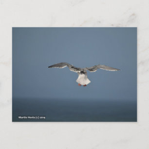 Seagull Leaves Postcard