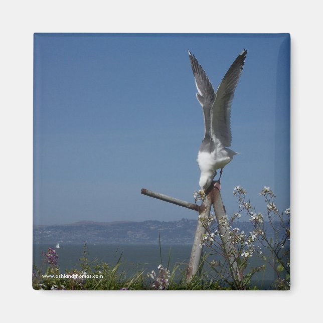 Seagull Magnet (Front)