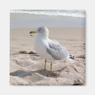 Seagull Magnet