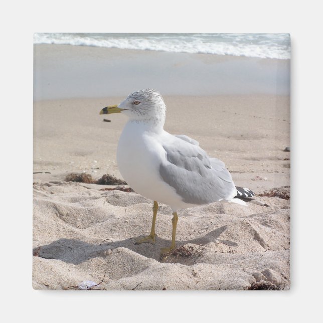 Seagull Magnet (Front)