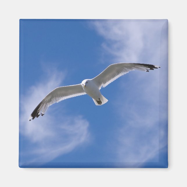 Seagull Magnet (Front)