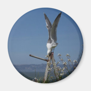 Seagull Magnet