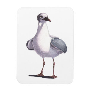 Seagull Magnet