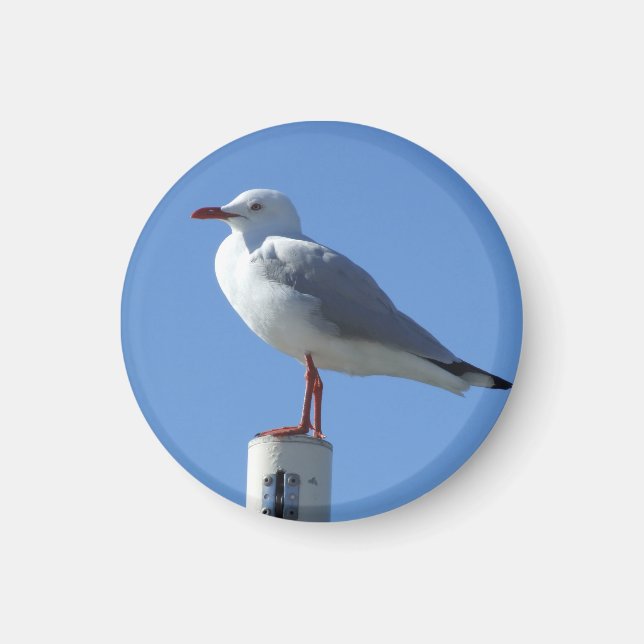 Seagull Magnet (Front)