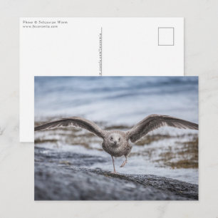 Seagull Nature Photo Postcard