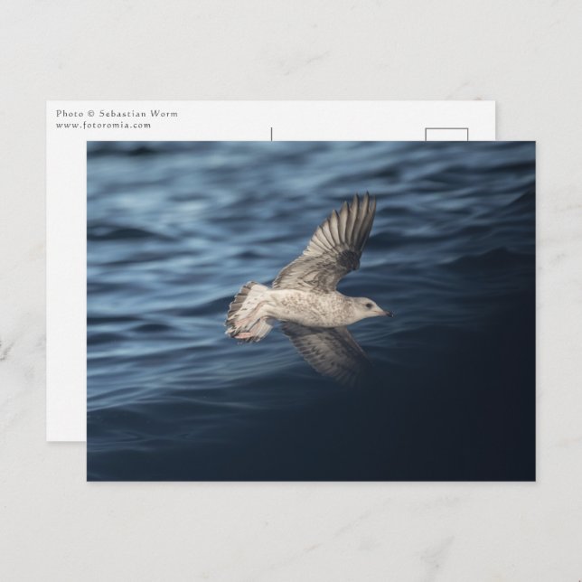 Seagull Nature Photo Postcard (Front/Back)
