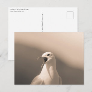 Seagull Nature Photo Postcard