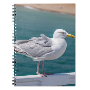 Seagull notebook