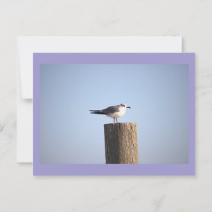 Seagull on a Post Postcard