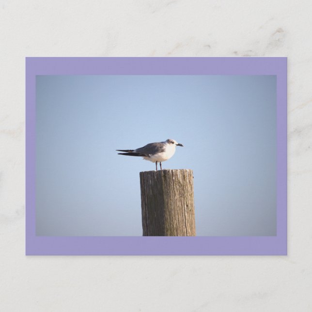 Seagull on a Post Postcard (Front)