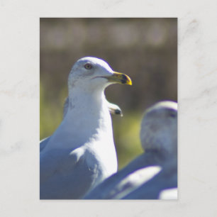 Seagull on a Rail Postcard