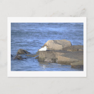 Seagull on a Rock Postcard