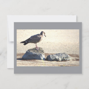Seagull on a Rock Postcard