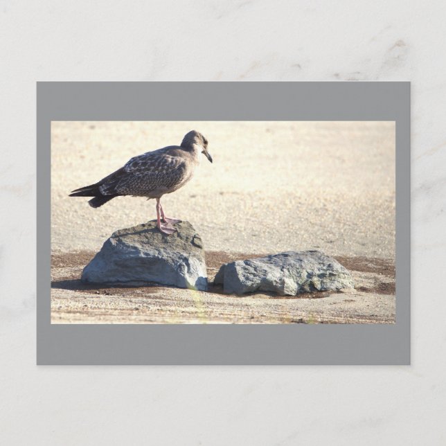 Seagull on a Rock Postcard  (Front)