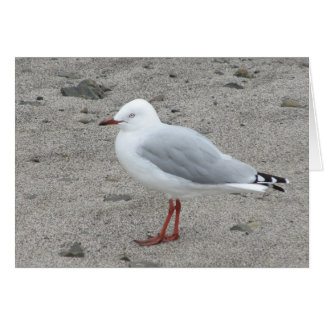 Seagull on a Sandy Beach