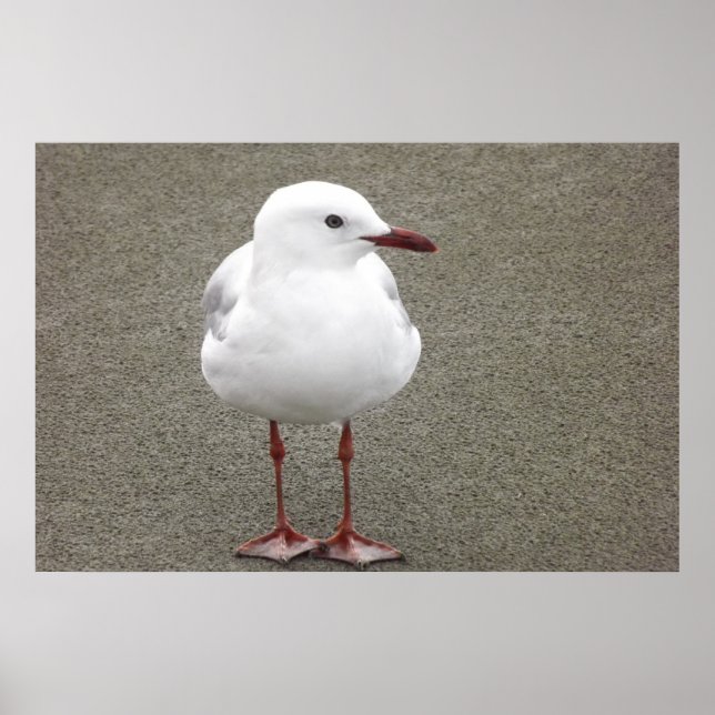 Seagull on a Sandy Beach Poster (Front)