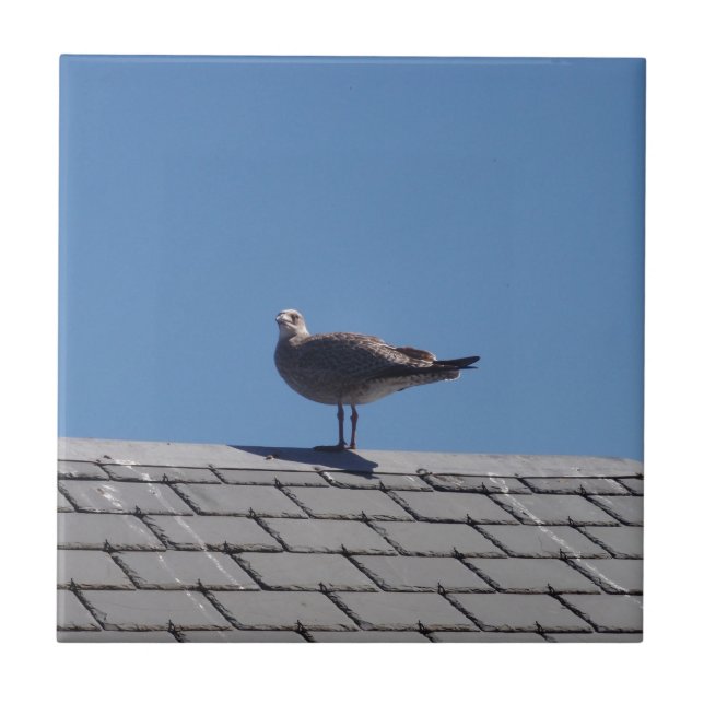 Seagull On A Slate Roof Ceramic Tile (Front)