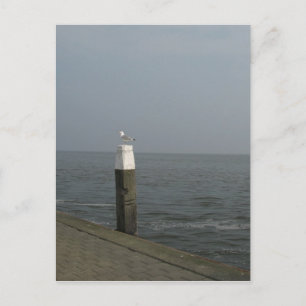 Seagull on a Wooden Pole at Sea Photo Postcard