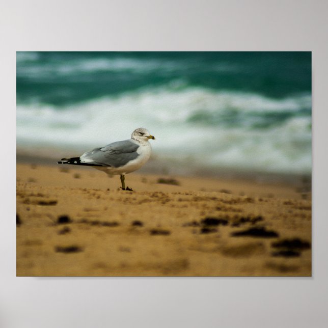 Seagull on Beach, Florida Poster (Front)