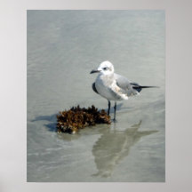 Seagull on Beach with Seaweed