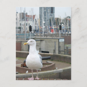Seagull on brick wall in harbour photo postcard