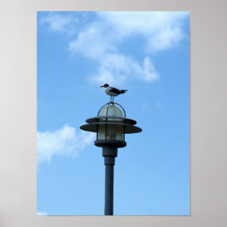 Seagull on Light Poster
