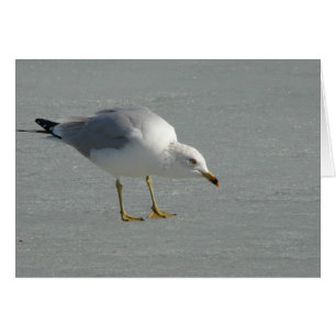 Seagull on Mississippi River Ice
