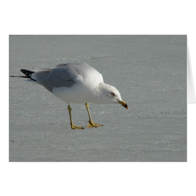 Seagull on Mississippi River Ice (Front Horizontal)