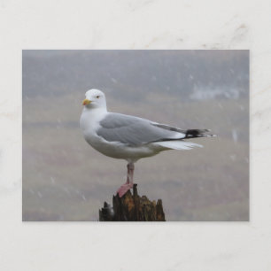 Seagull on Post when Snowing Holiday Postcard