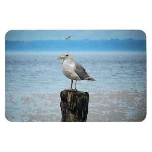 Seagull on Puget Sound Magnet