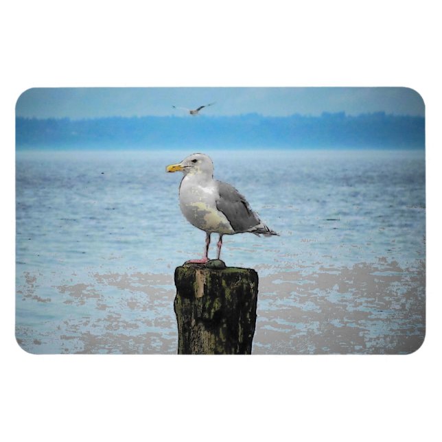Seagull on Puget Sound Magnet (Horizontal)