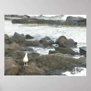 Seagull on rocks poster