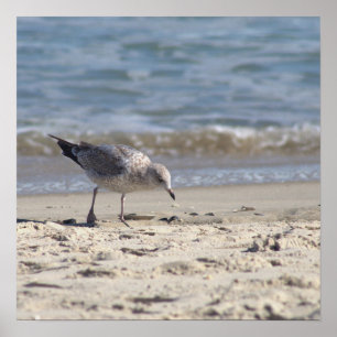 Seagull on the Beach Poster