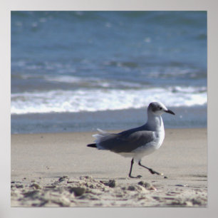 Seagull on the Beach Poster