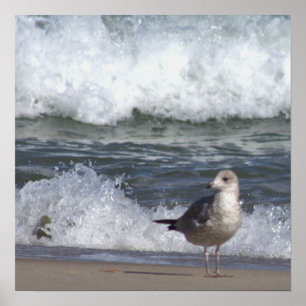 Seagull on the Beach Poster