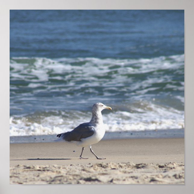 Seagull on the Beach Poster (Front)