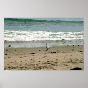 Seagull on the Beach Shore Poster