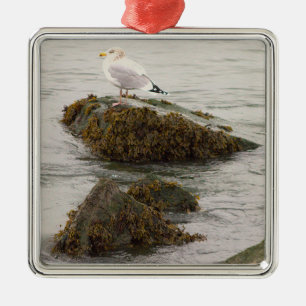 Seagull Photo Ornament 