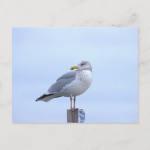 Seagull Photo Postcard
