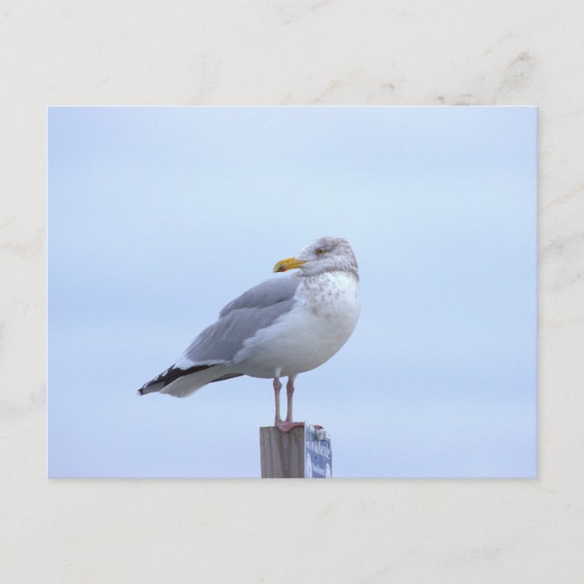 Seagull Photo Postcard (Front)