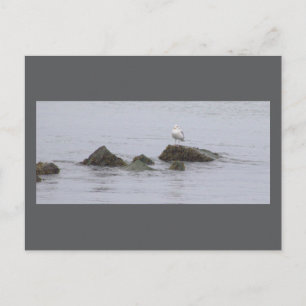 Seagull Photo Postcard