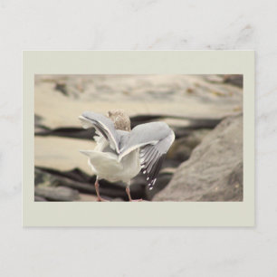 Seagull Photo Postcard