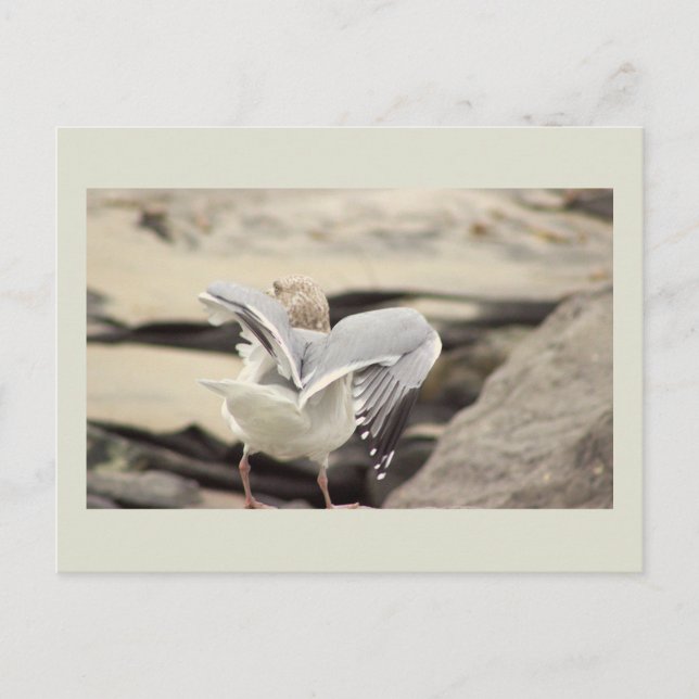 Seagull Photo Postcard (Front)