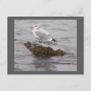 Seagull Photo Postcard