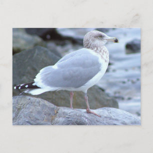 Seagull Photo Postcard