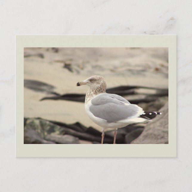 Seagull Photo Postcard (Front)