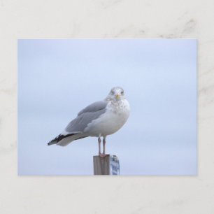 Seagull Photo Postcard