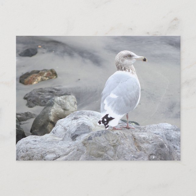 Seagull Photo Postcard (Front)
