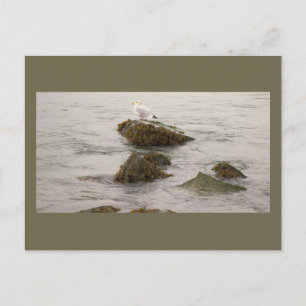 Seagull Photo Postcard